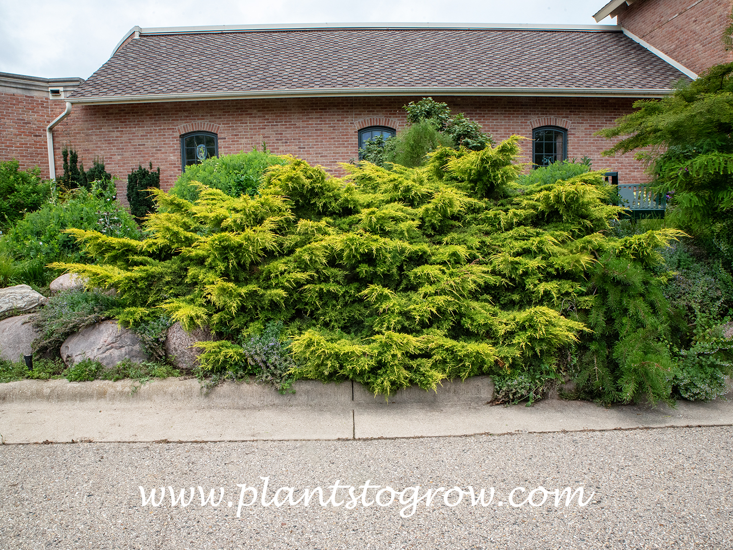 Saybrook Gold Juniper (Juniperus chinensis) 
This is an old planting with at least 3 plants.
